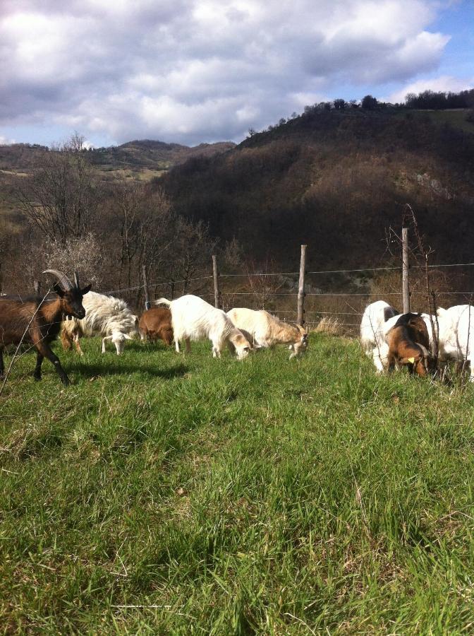 Villa Agriturismo Il Covo Del Solengo à Valtopina Extérieur photo